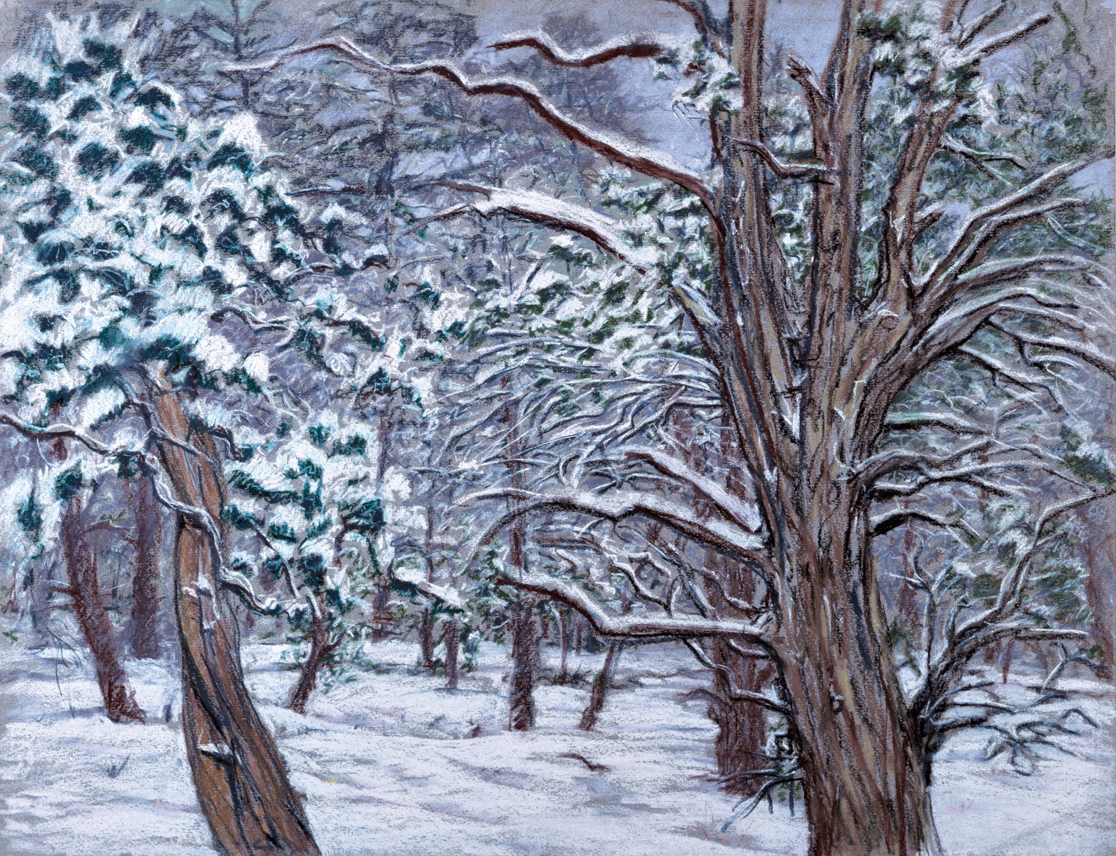 Winter in the Pygmy Forest   25x32 pastel/arches paper 1989