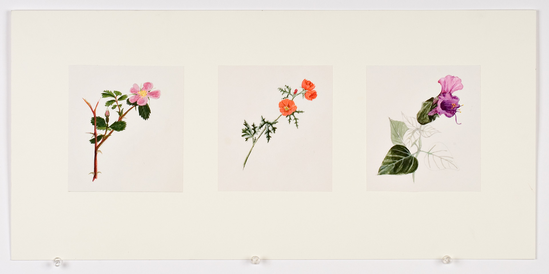 Flowers, watercolor- 1974